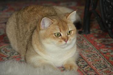 Pişiklər: Qızıl şinşilla, Erkək, Dişi, Ünvandan götürmə — 3