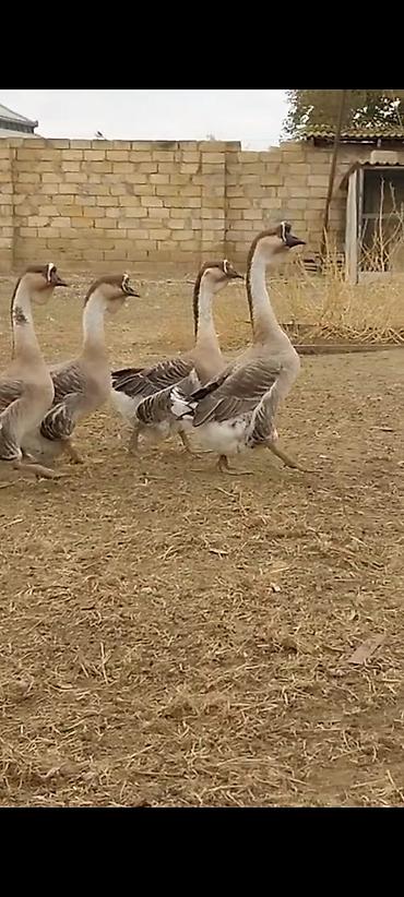 K/t heyvanları və malları: Satılır: 15 yumurtasi Afrikan qazi qara dimdik - Uzun, incə boyunlu — 6