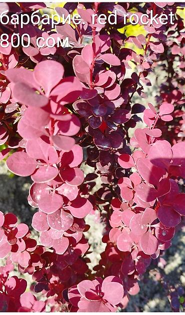 Декоративные деревья: Саженцы деревьев: Туи at lalafo.kg — 4 Декоративные деревья: Саженцы деревьев: Туи — 4