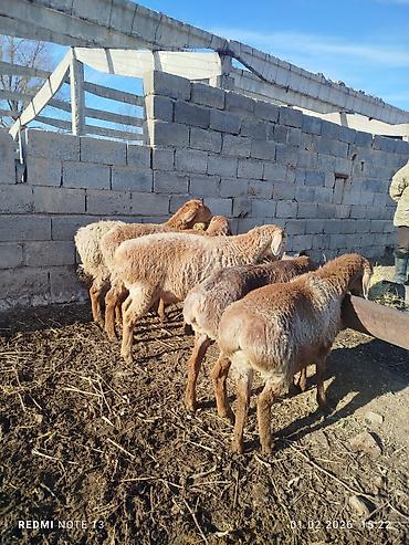 Баран, овца: Продаю | Овца (самка) | Эдильбаевская | Для разведения at lalafo.kg — 3 Баран, овца: Продаю | Овца (самка) | Эдильбаевская | Для разведения — 3