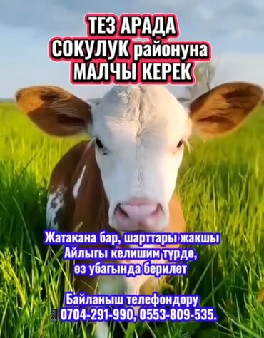 лучший ветеринар бишкек: Требуется Скотник, Оплата Сдельная, Обучение