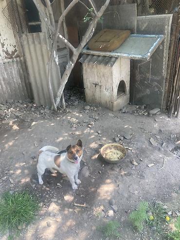 seana kecileri: Kiçik ölçülü it evi – it üçün taxta budka - Material: qalın taxta — 1