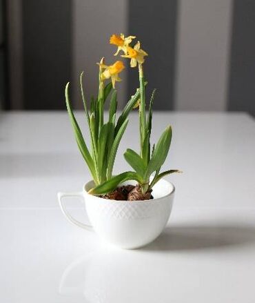 Digər süfrə qabları: Çay fincanı və nəlbəki 240 ml 6li -da lalafo.az — 3 Digər süfrə qabları: Çay fincanı və nəlbəki 240 ml 6li — 3