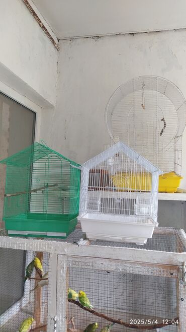 Qəfəslər: 7 клеток, 4 домика, вольер, 10 птиц, 9шт камень каракатицы, 3 lalafo.az -da Qəfəslər: 7 клеток, 4 домика, вольер, 10 птиц, 9шт камень каракатицы, 3
