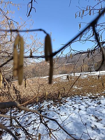 Torpaq sahələrinin satışı: 100 sot, Mülkiyyətçi, Bələdiyyə — 12