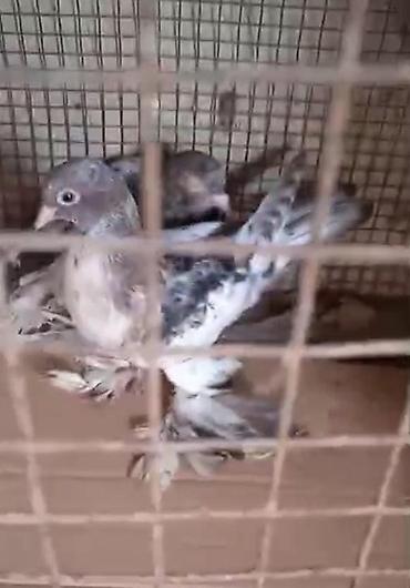 göyərçin satışı: Dort eded iri lelekli qus satilir bir anadir iki bala olar kekilsizdir — 5