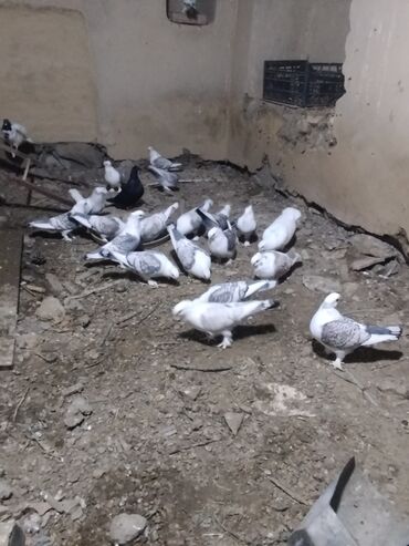 Göyərçinlər: Salam.diqqətlə oxu sonra yaz.hübkariler biri 20 və 30 azn.şişmanlar — 1