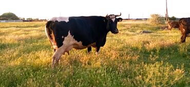 животные коровы: Продаю | Корова (самка) | Для разведения, Для молока