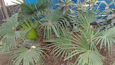 palm angels kofta: Palma ağacı 3 ədəd var