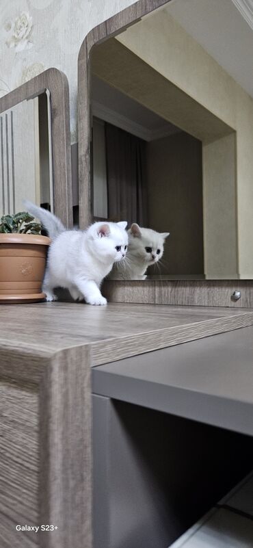 Pişiklər: Şinşilla, Erkək, Yaxşı əllərə, Ünvandan götürmə — 11