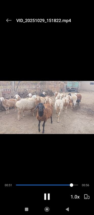собака доберман сколько стоит: Сатам | Ургаачы кой (ургаачы) | Аргын | Көбөйтүү үчүн | Токту