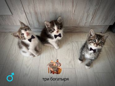 кошка токмок: Мышык бекер берилет: Сиам, 2 айлык, Эркек, Аргын, Лотокко барууга үйрөтүлгөн, Курттардан тазаланган