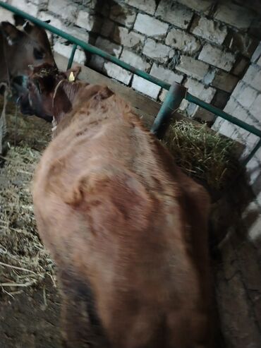 Dana, buzov: Dana, buzov, Dişi, Holsteyn, ay: 1, 560 kq, Ətlik — 7