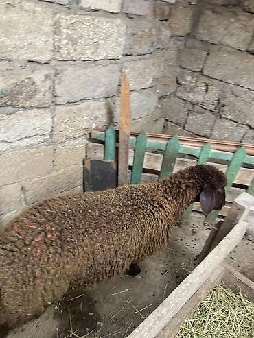 Qoyun – yerli cins, qəhvəyi rəngdə, quyruqlu (yağlı quyruq tipli). - lalafo.az -da — 4 Qoyun – yerli cins, qəhvəyi rəngdə, quyruqlu (yağlı quyruq tipli). - — 4