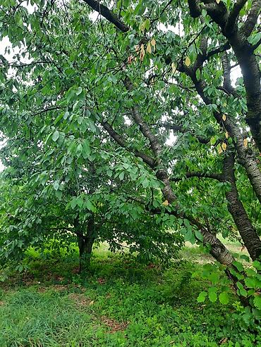 otaq bitkiləri: Quba rayonu İqriq kəndində Təcili olaraq 36 sot, baxımlı və məhsuldar — 8