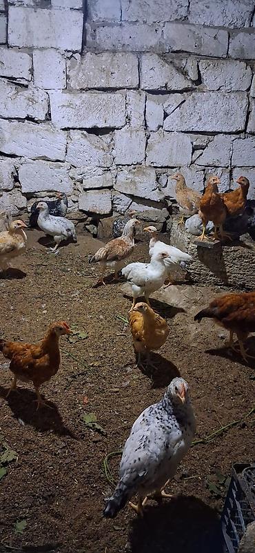 toyuq cüce: Məhsul: Yerli cins qarışıq cücələr TAM SAĞLAMDIR SAY 40 ƏDƏDDİ — 3