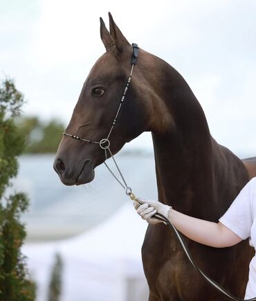 Лошади, кони: Продаю | Жеребец | Для разведения, Конный спорт | Племенные, Осеменитель — 2