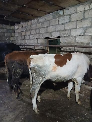 damaz: Satılır: dana/coluq heyvanlar - Növ: iri buynuzlu heyvanlar (dana) - — 3