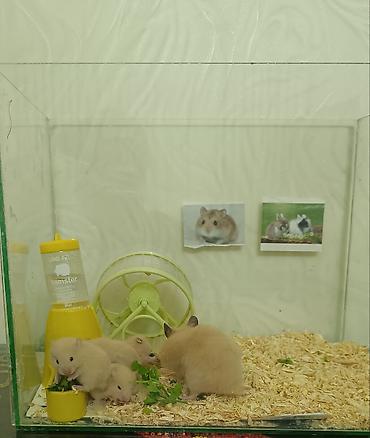 Akvariumlar: Şüşə akvariumda tam hamster dəsti 2 bala ilə birlikdə. Məhsulun — 2