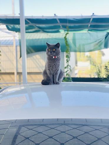 кошки британцы цена: ВЯЗКА !!!!!!‼️‼️‼️ Британская короткошёрстная кошка, окрас голубой — 1