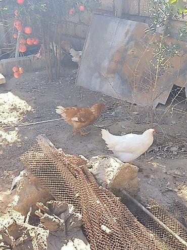 Kənd təsərrüfatı quşları: Toyuq, Yumurtalıq — 2