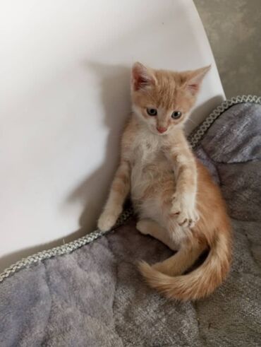 бенгальская кошка сколько стоит: Кошка даром: Бенгальская, 2 месяца, Девочка, Метис
