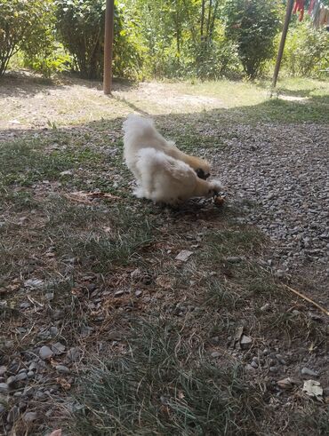 Akvariumlar: Digər quşlar
