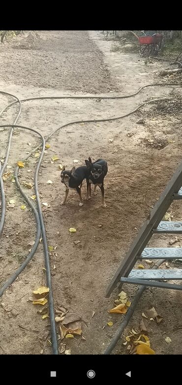 İtlər: 2 ay, Erkek, Peyvəndli, Pulsuz çatdırılma, Ödənişli çatdırılma, Rayonlara çatdırılma — 12