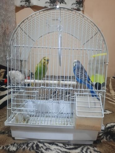 quş yuvaları: Papuqaylar satilir 2 cut qefesle birge. 2erkek. 2disi. 2qefes. 2su