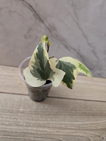 Филодендроны: Сциндапсусы,сансевиерии,сингониум Ред спот,сингиниум пинк бьюти — 9