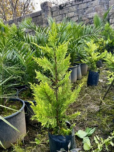 Tinglər: Məhsul: İynəyarpaqlı dekorativ ağac və xurma tingləri - Thuja/Kiparis — 9
