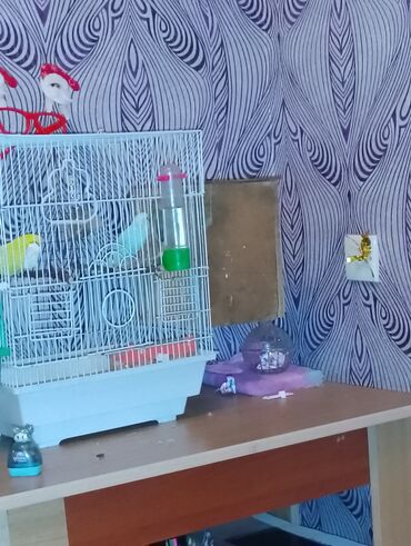 Yuvalar: Dalmaçı qayığı (nimfa/paraket) üçün yuvalama qutusu və cüt dalğıc — 7