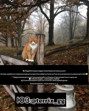 Сотрудники фастфуд заведений: Подработка для подростков в Кыргызстане (12–18 лет) - Возможность