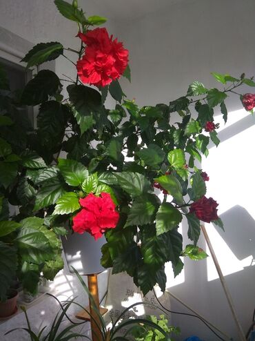 кусты голубики купить в Кыргызстан | Куплю дом: Гибискус или Китайская роза большой куст