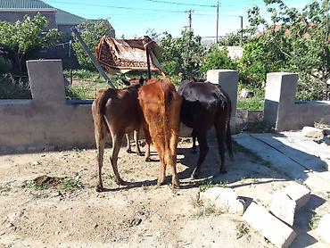 Mal-qara: Dana, buzov, Erkək, ay: 1, 150 kq, Ətlik, Ünvandan götürmə, Ödənişli çatdırılma — 4