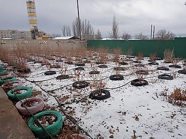 premium development: С оборудованием, Действующий, 240 м² — 6