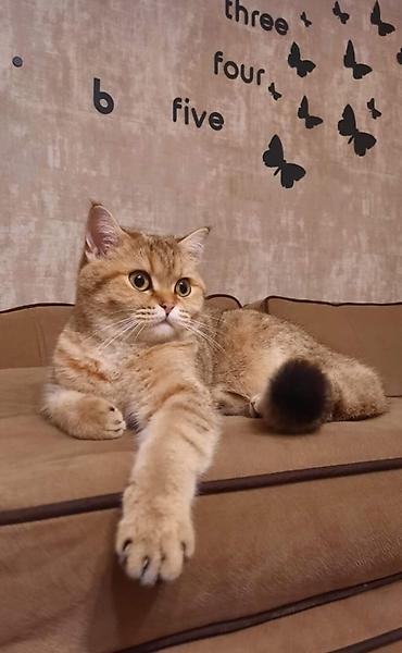 Pişiklər: Şotland — 11