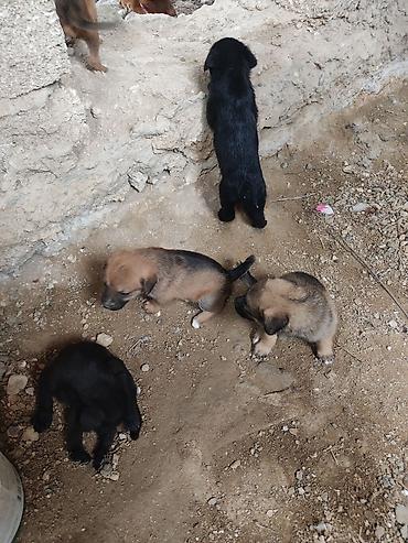 gencede itler: Zvonok, 1 ay, Dişi — 10