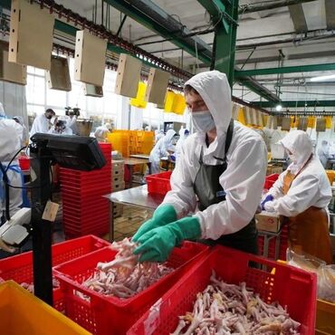 работа в дубае для кыргызстанцев без знания языка: Талап кылынат Таңгактоочу, Төлөм Бир айда эки жолу, Тажрыйбасыз
