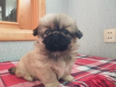 İtlər: Pekines, Erkek, Peyvəndli, Ünvandan götürmə — 3