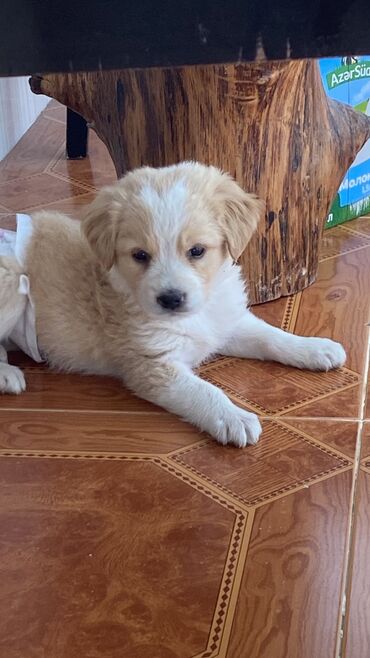 balaca itder: Labrador-retriver, 1 ay, Erkek, Ünvandan götürmə