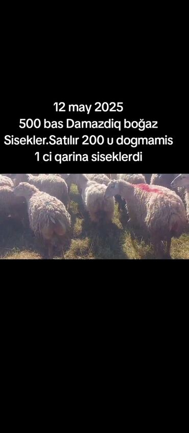 Qoyunlar, qoçlar: Salam 12 May 2025. boğaz Sisekler Satılır 500 bas. 200 u dogmamis 1