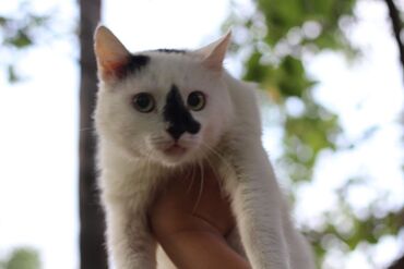 кот батон: Кот котик Толик ищет дом Ему около 3-4 лет Кастрирован Привит