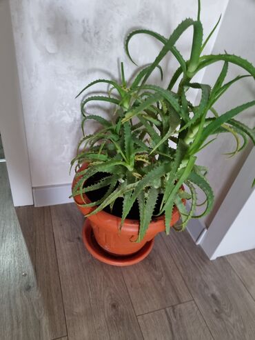 Комнатные растения: Алое 
Долгожитель
4 год