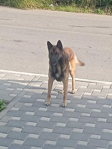 quba heyvan satisi: Belçika Malinua tipli iti - Orta-böyük ölçülü, atletik quruluş - — 2