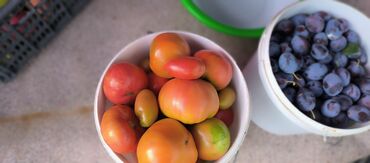 Продажа участков: 10 соток — 8