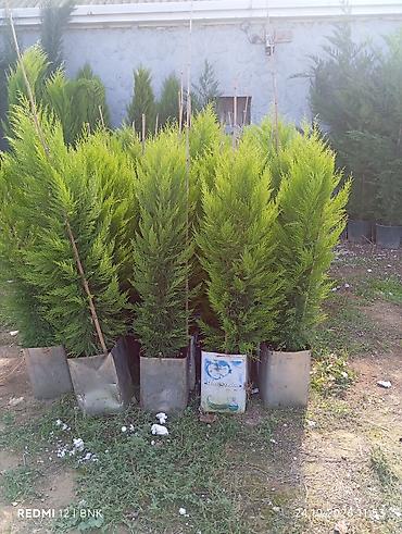 suni ağaç: Thuja (evergreen iynəyarpaq) dekorativ ağaclar - Növ: Sütunvari, sıx — 1