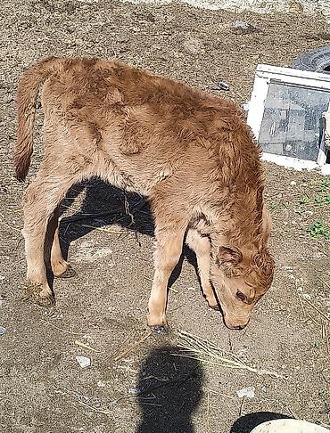 cuce satisi 2019: Dişi dana şaqon sortu 650 manat endirimdə olacaq ciddi olmayan narahat — 1