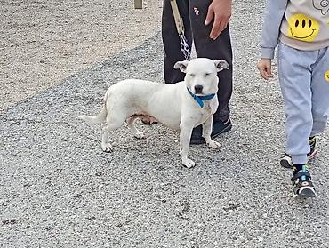 Pitbul, 1 il, Dişi, Peyvəndli, Ödənişli çatdırılma