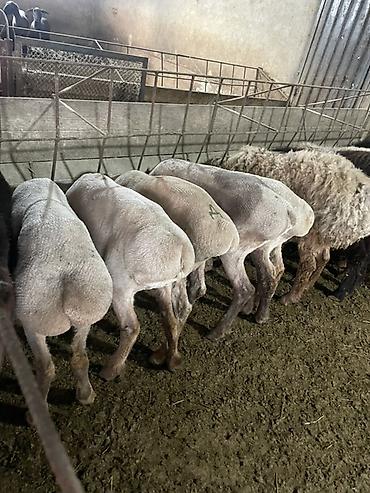 Баран, овца: Продаю | Овца (самка), Ягненок, Баран (самец) | На забой | Кастрированные — 5